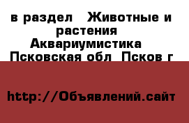  в раздел : Животные и растения » Аквариумистика . Псковская обл.,Псков г.